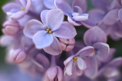紫色有花瓣的花

